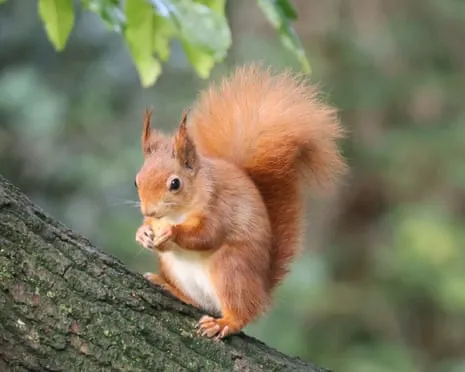 Isle of Wight Squirrels Flourishing on the Island with Potential to Grow Significantly, Study Reveals